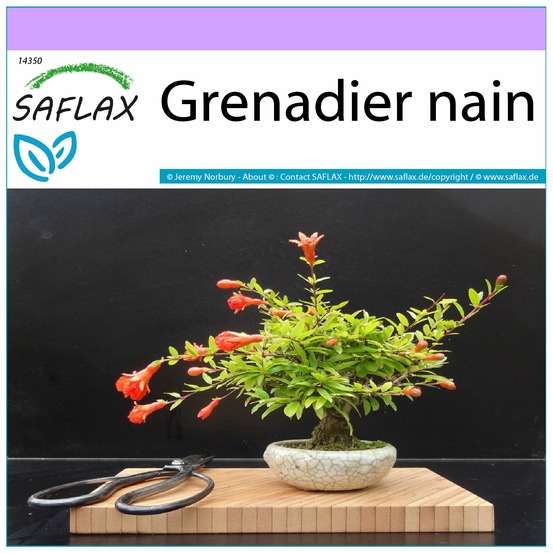 Grenadier nain - 50 graines - punica granatum nana