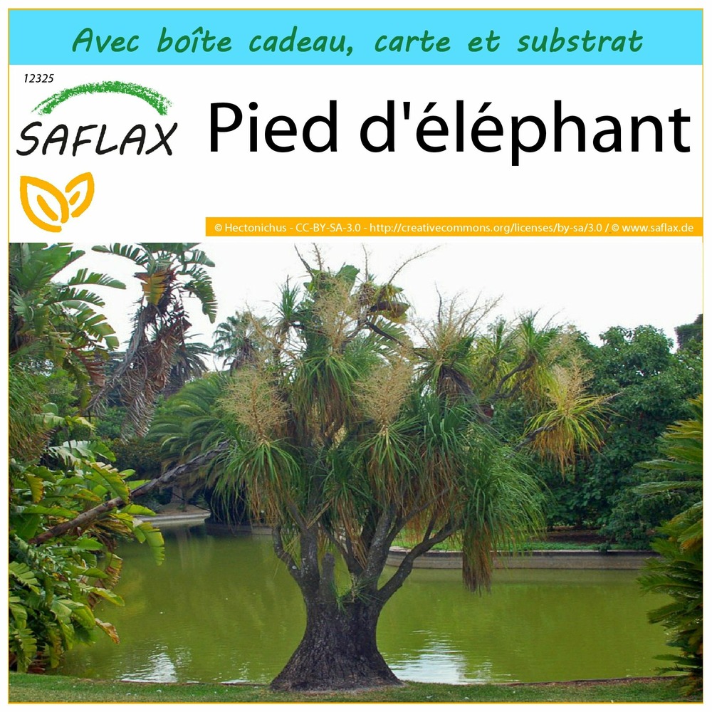 Ensemble-cadeau - pied d'éléphant - 10 graines - beaucarnea recurvata
