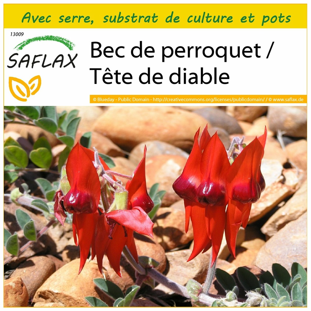Ensemble de culture - bec de perroquet / tête de diable - 20 graines - clianthus formosus syn. Swaisonia formosa