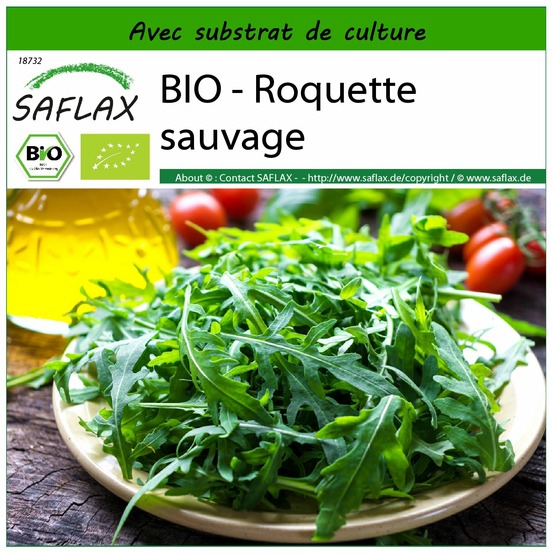 Bio - roquette sauvage - 1500 graines - avec substrat - diplotaxis tenuifolia