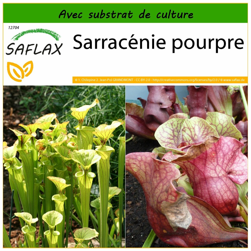 Sarracénie pourpre - 10 graines - avec substrat - sarracenia flava / s. Purpurea - mix