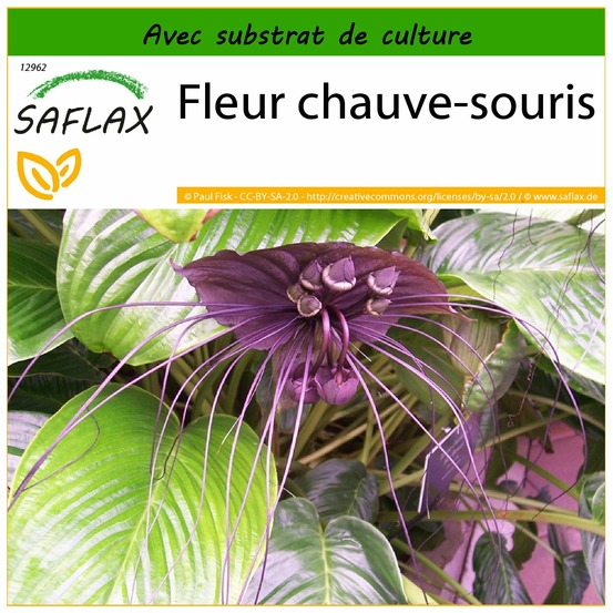 Fleur chauve-souris - 10 graines - avec substrat - tacca chantrieri