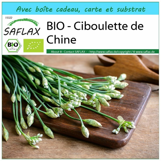 Ensemble-cadeau - bio - ciboulette de chine - 100 graines - allium tuberosum