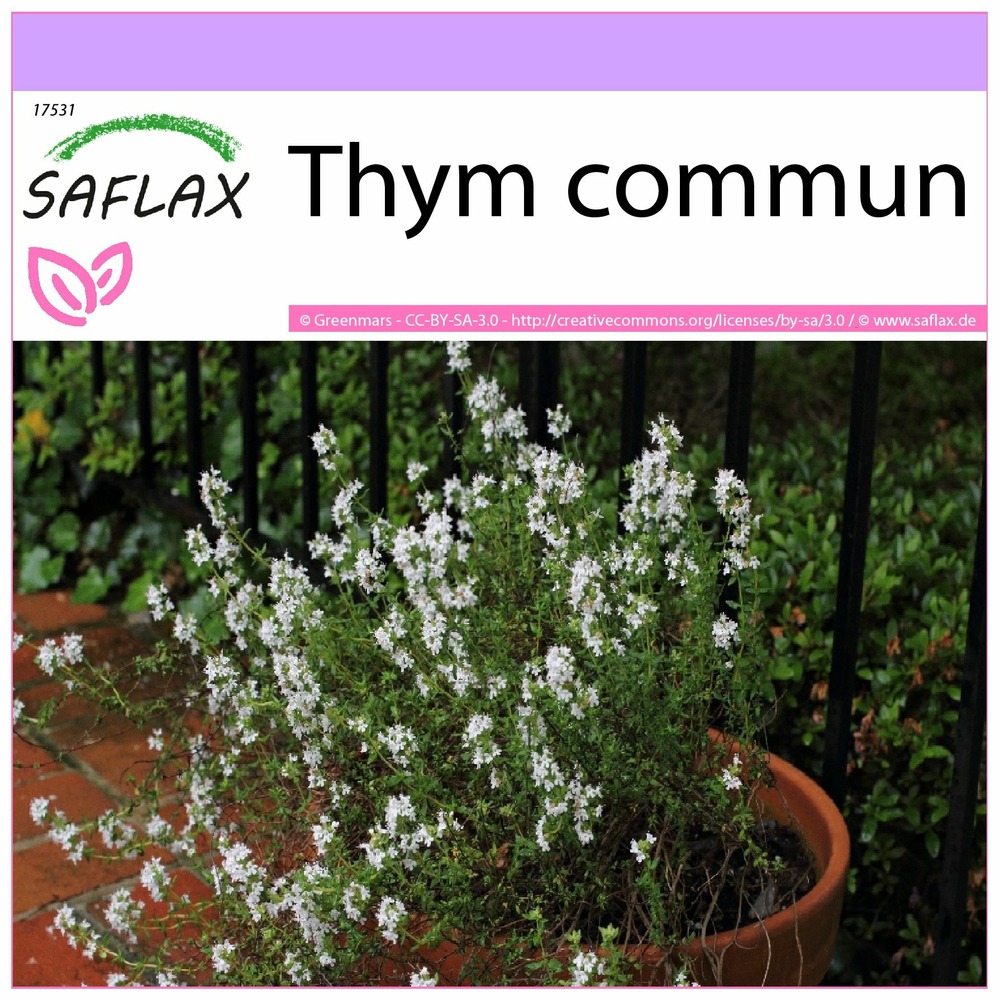 Thym commun - 200 graines - thymus vulgaris