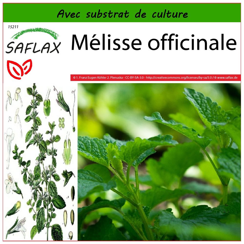 Graines De Mélisse Officinale - 150 Graines + Substrat Coco - Melissa Officinalis (SAFLAX)