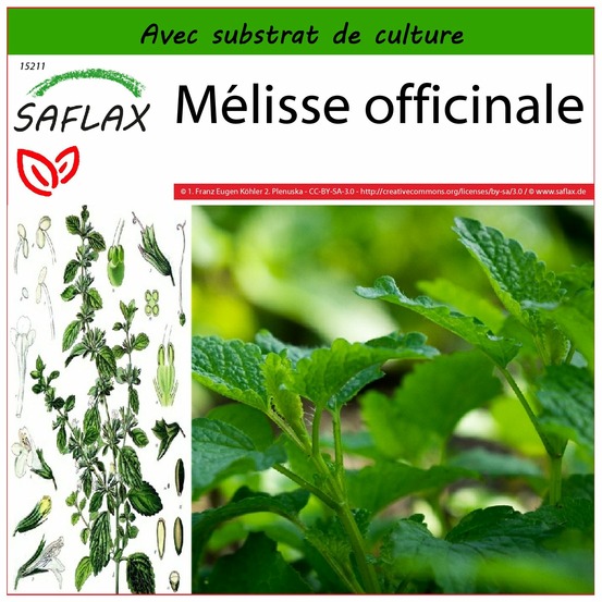 Mélisse officinale - 150 graines - avec substrat - melissa officinalis