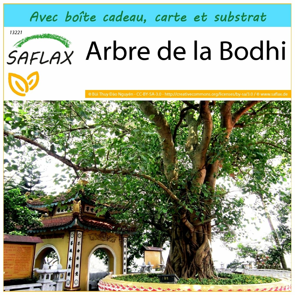 Ensemble-cadeau - arbre de la bodhi - 100 graines - ficus religiosa