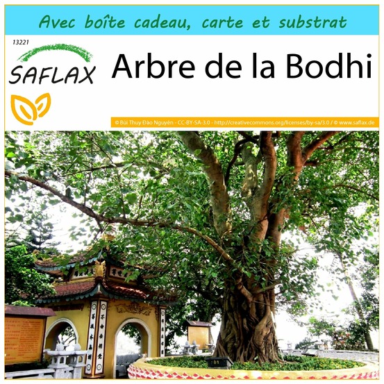 Ensemble-cadeau - arbre de la bodhi - 100 graines - ficus religiosa