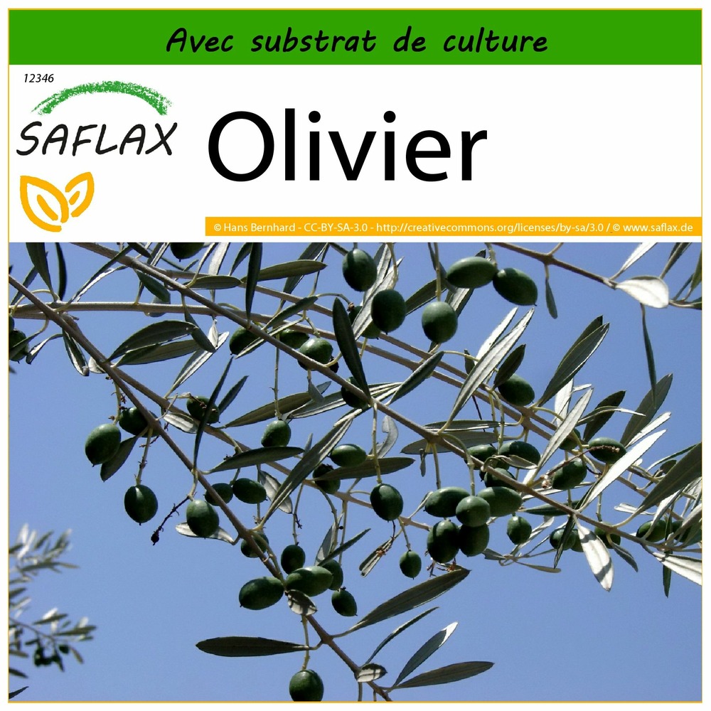 Olivier - 20 graines - avec substrat - olea europea