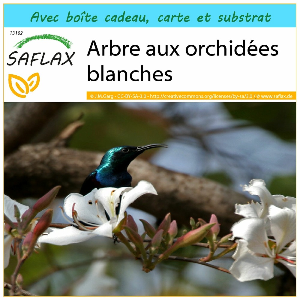 Ensemble-cadeau - arbre aux orchidées blanches - 5 graines - bauhinia variegata candida