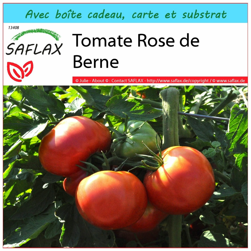 Ensemble-cadeau - tomate rose de berne - 10 graines - lycopersicon esculentum