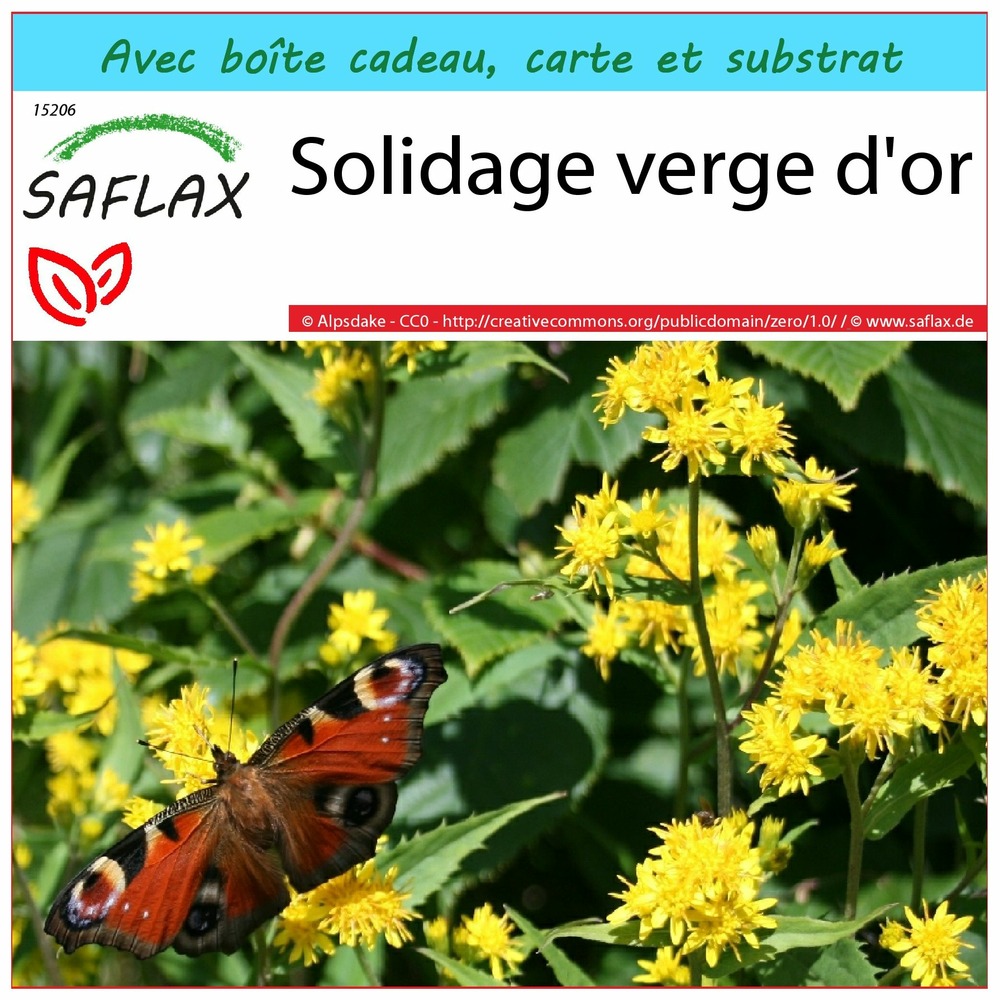 Ensemble-cadeau - solidage verge d'or - 100 graines - solidago virgaurea