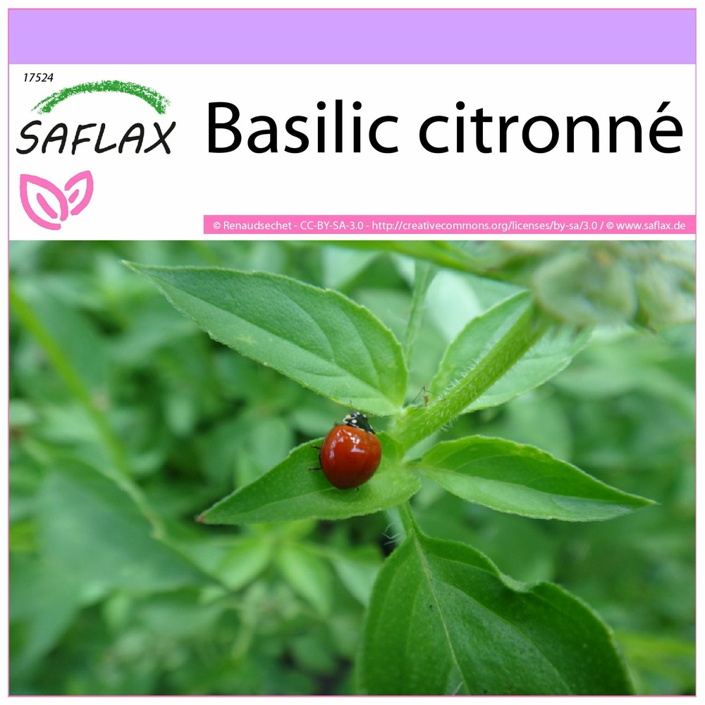 Basilic citronné - 200 graines - ocimum citriodorum