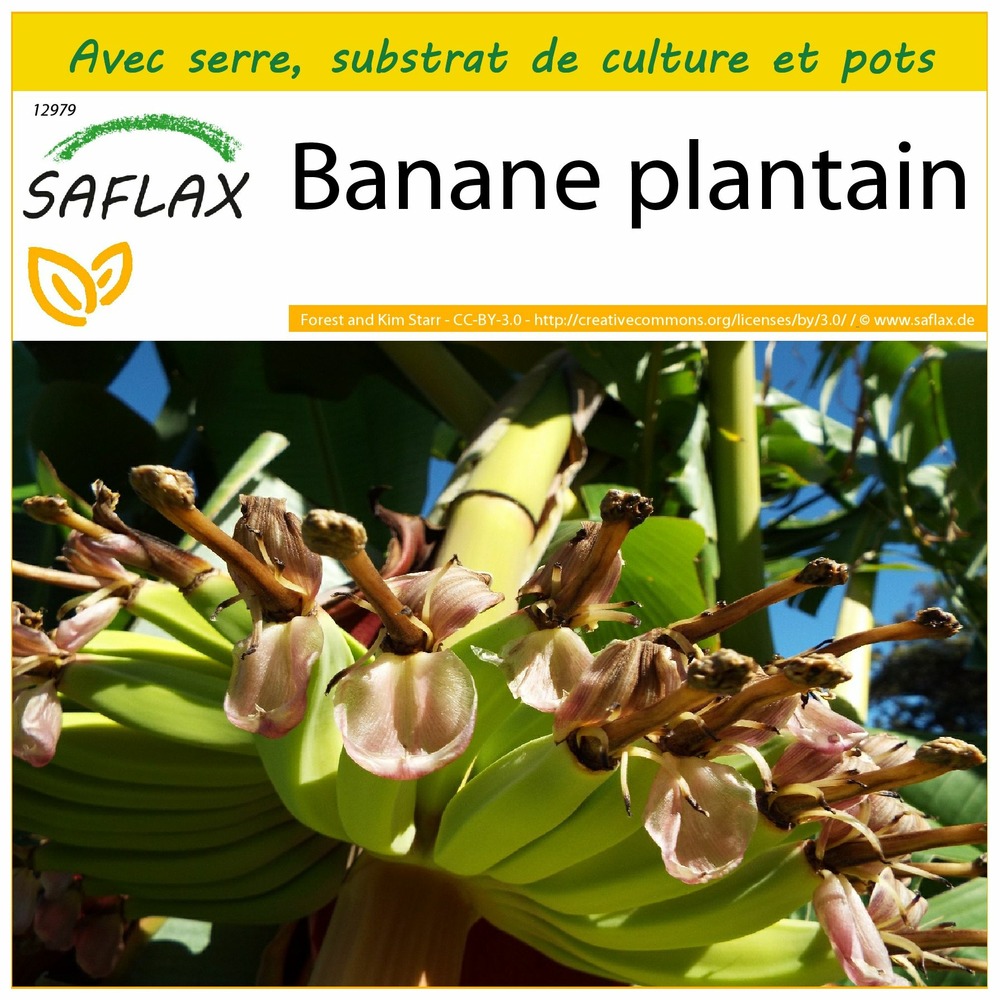 Ensemble de culture - banane plantain - 10 graines - musa x paradisiaca