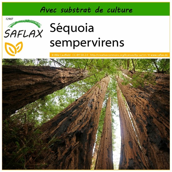 Séquoia sempervirens - 50 graines - avec substrat - sequoia sempervirens