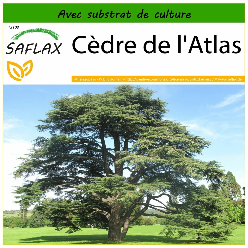 Cèdre de l'atlas - 20 graines - avec substrat - cedrus atlantica