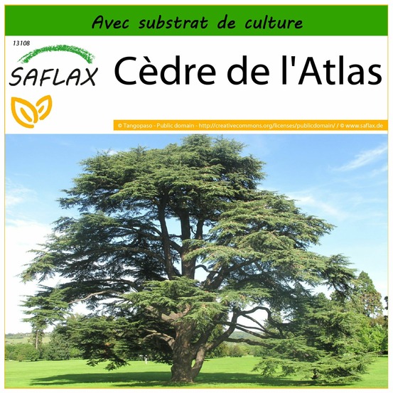 Cèdre de l'atlas - 20 graines - avec substrat - cedrus atlantica