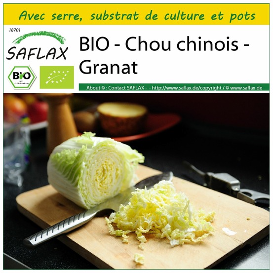 Ensemble de culture - bio - chou chinois - granat - 40 graines - brassica rapa ssp. Pekinensis