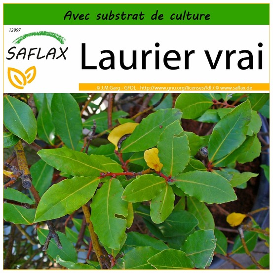 Laurier vrai - 6 graines - avec substrat - laurus nobilis