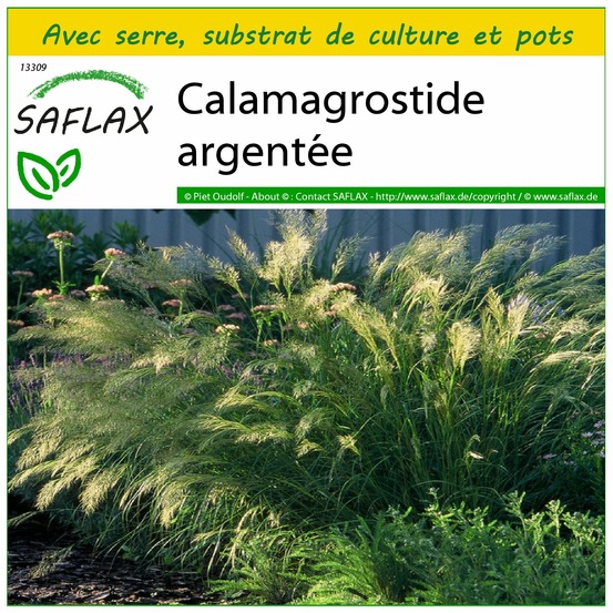Ensemble de culture - calamagrostide argentée - 50 graines - stipa calamagrostis