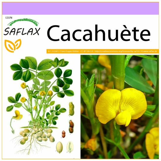 Cacahuète - 8 graines - arachis hypogaea
