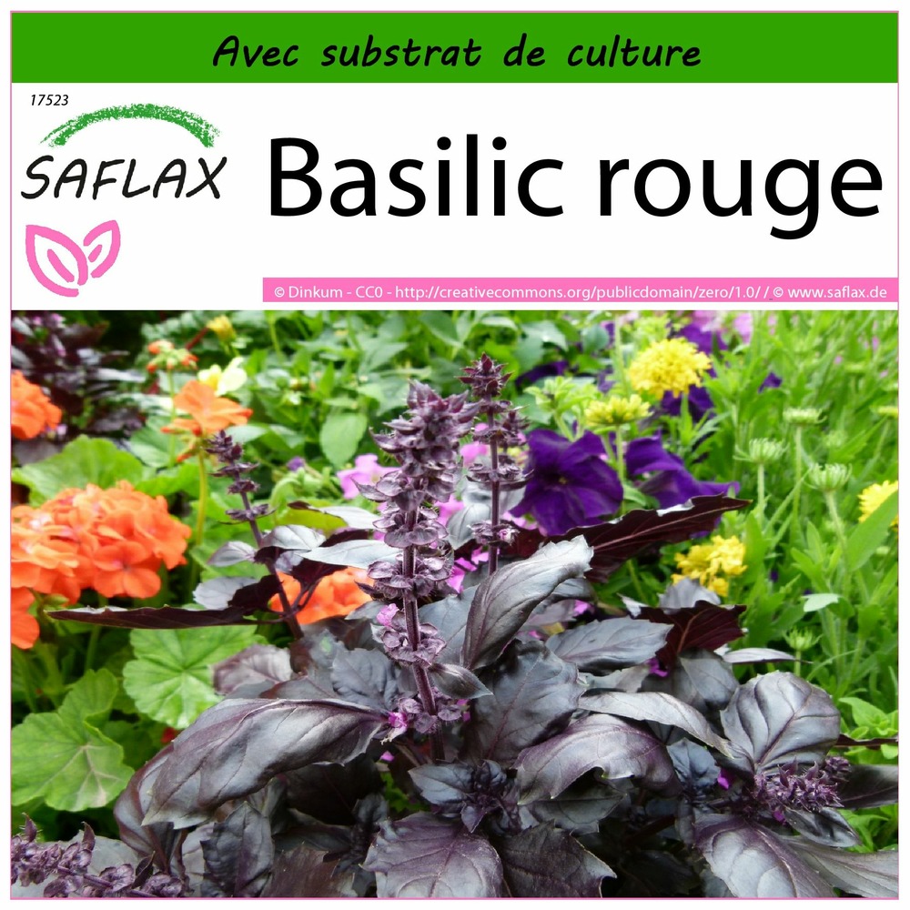 Basilic rouge - 200 graines - avec substrat - ocimum basilicum