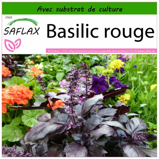 Basilic rouge - 200 graines - avec substrat - ocimum basilicum
