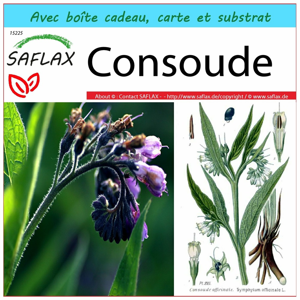 Ensemble-cadeau - consoude - 15 graines - symphytum officinale
