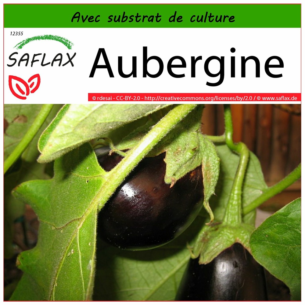 Aubergine - 20 graines - avec substrat - solanum melonga