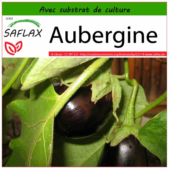 Aubergine - 20 graines - avec substrat - solanum melonga
