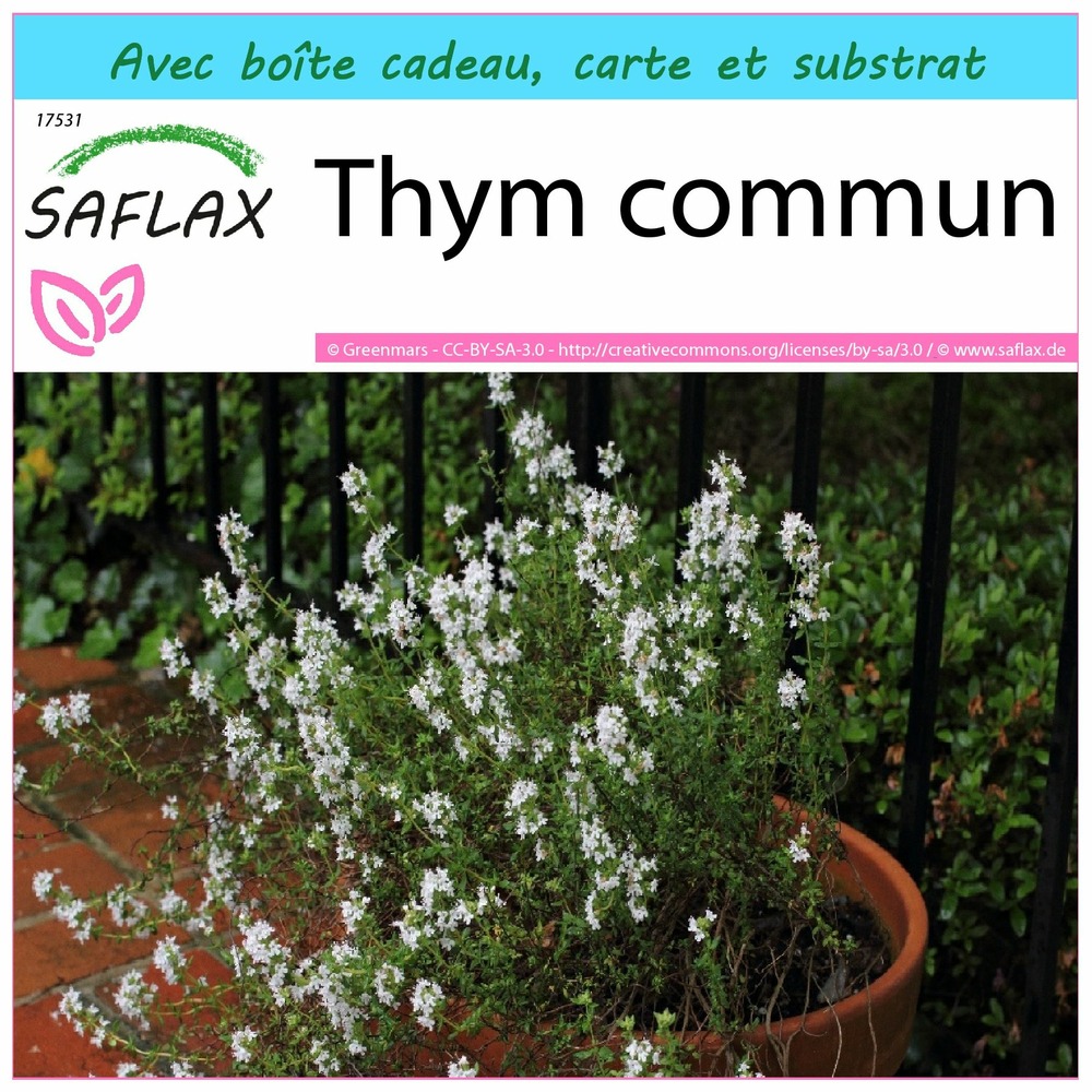Ensemble-cadeau - thym commun - 200 graines - thymus vulgaris