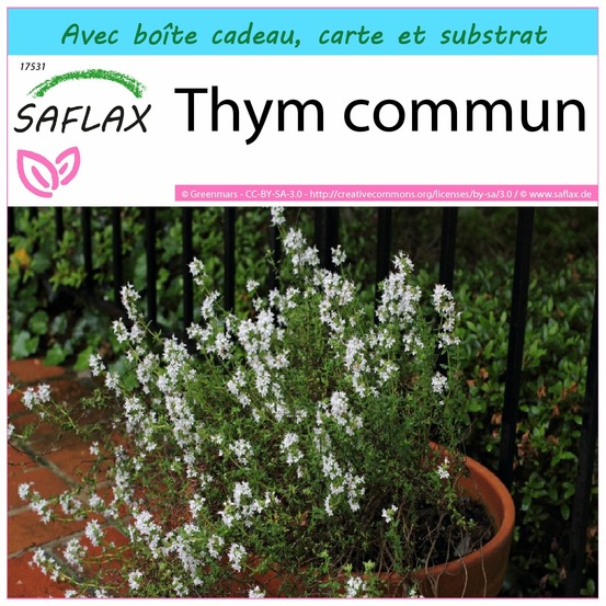 Ensemble-cadeau - thym commun - 200 graines - thymus vulgaris