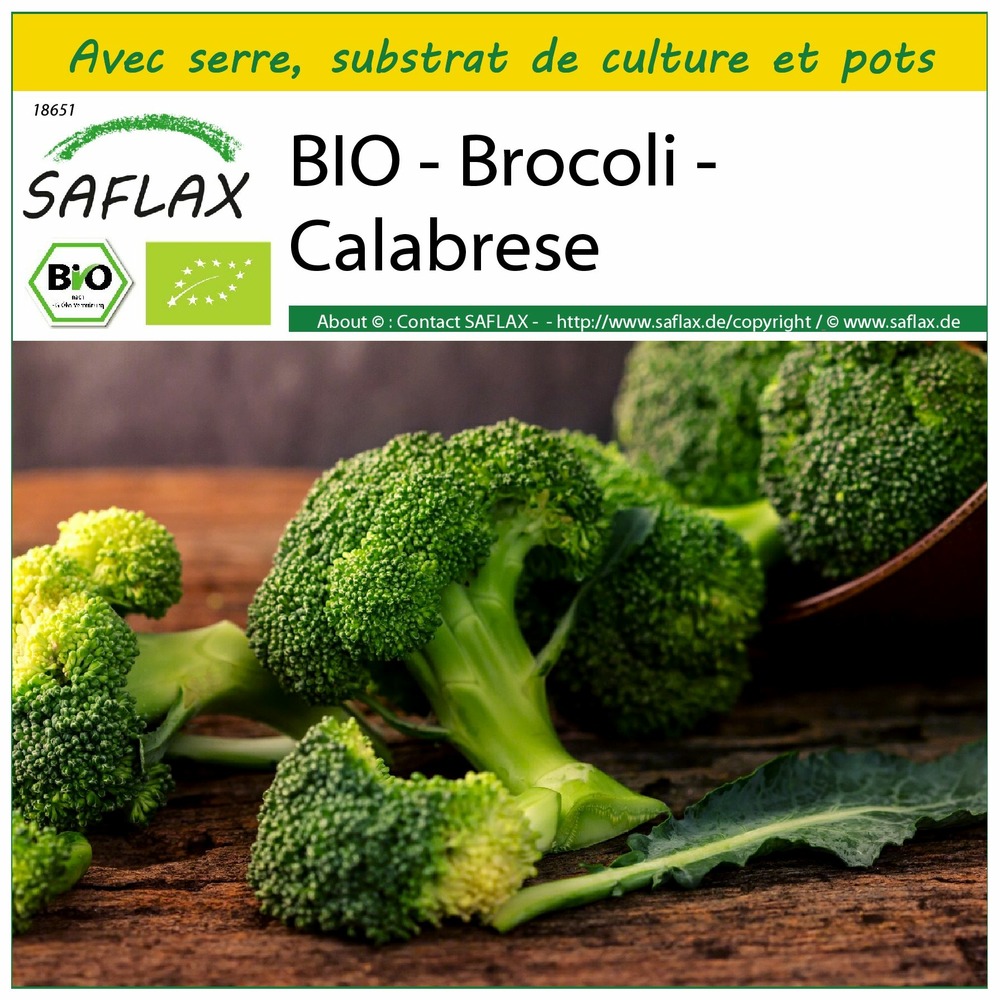 Ensemble de culture - bio - brocoli - calabrese - 100 graines - brassica oleracea