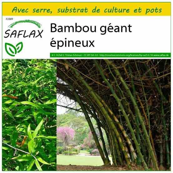 Ensemble de culture - bambou géant épineux - 50 graines - dendrocalamus arundinacea