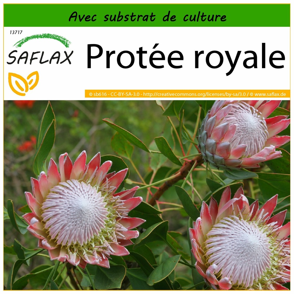 Protée royale - 5 graines - avec substrat - protea cynaroides