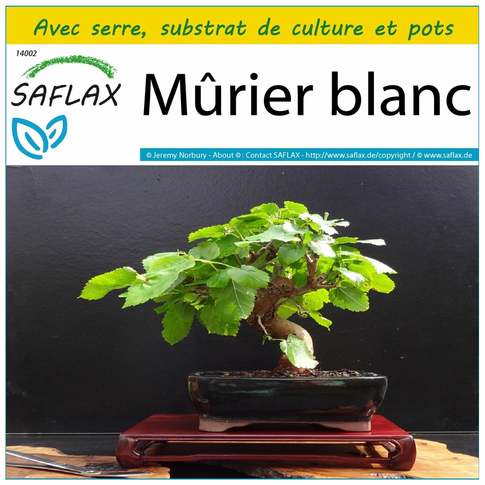 Ensemble de culture - mûrier blanc - 200 graines - morus alba