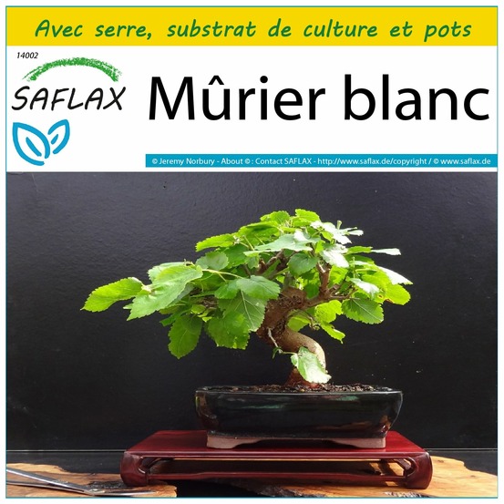 Ensemble de culture - mûrier blanc - 200 graines - morus alba