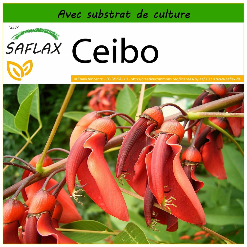 Ceibo - 6 graines - avec substrat - erythrina crista-galli