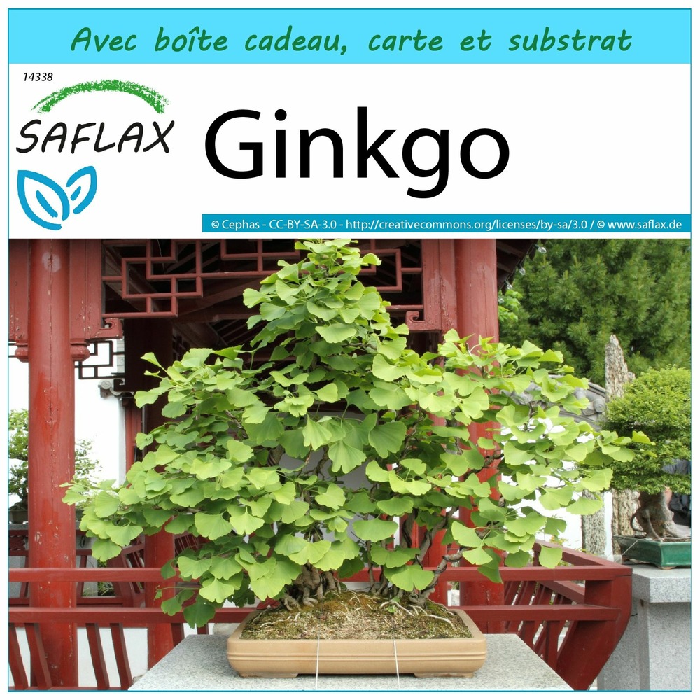 Ensemble-cadeau - ginkgo - 4 graines - ginkgo biloba