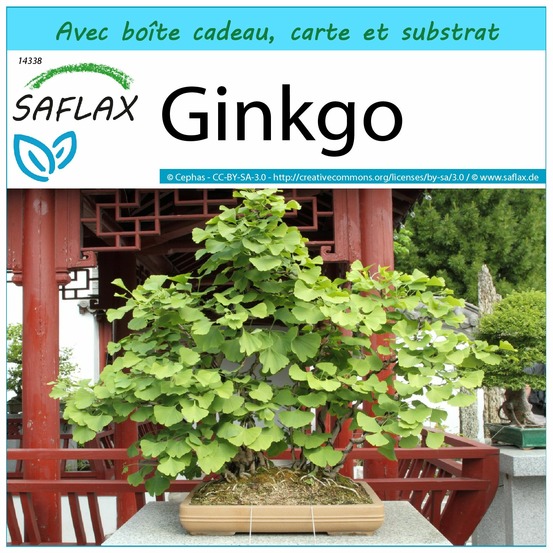 Ensemble-cadeau - ginkgo - 4 graines - ginkgo biloba