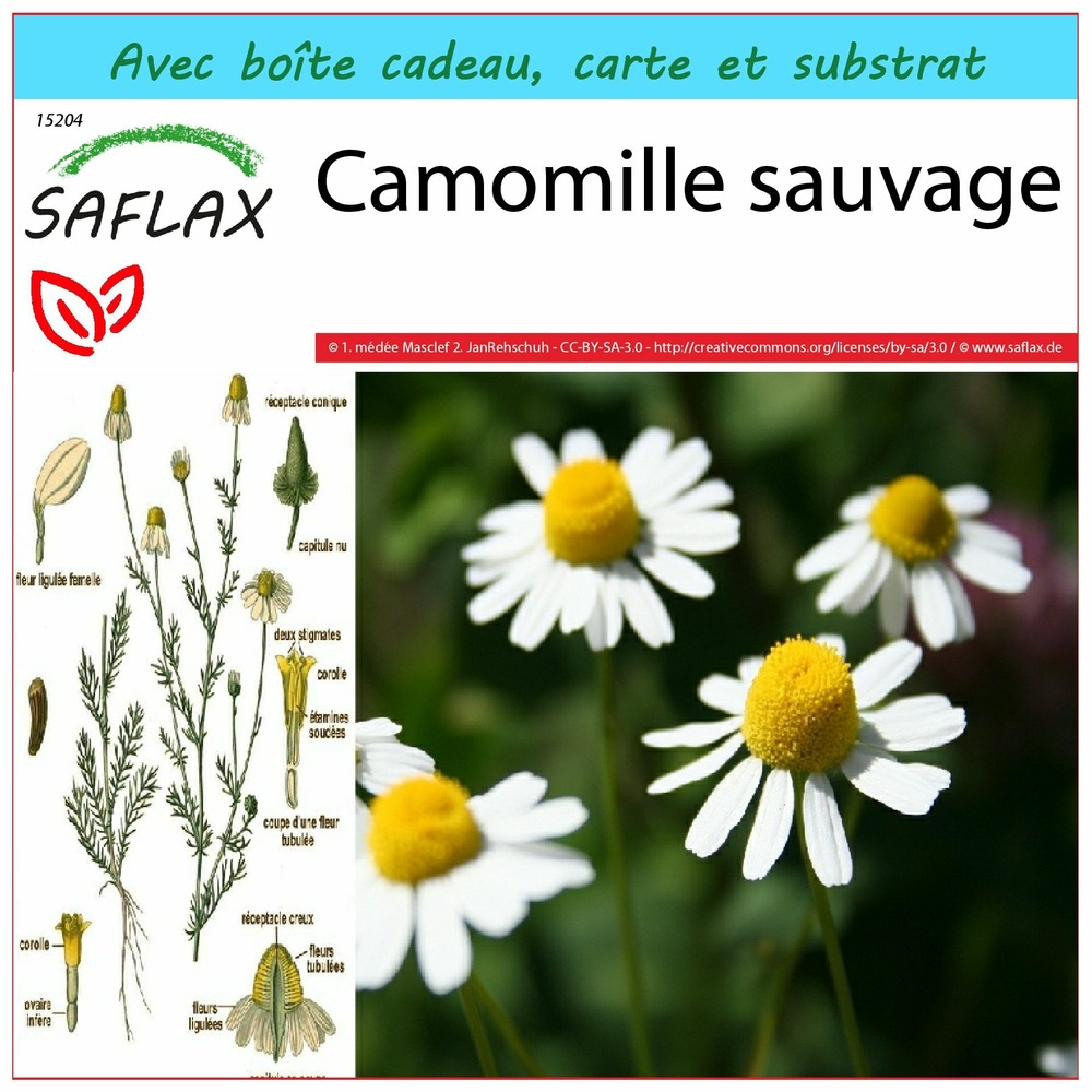 Ensemble-cadeau - camomille sauvage - 300 graines - matricaria chamomilla