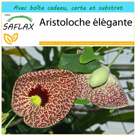 Ensemble-cadeau - aristoloche élégante - 80 graines - aristolochia littoralis syn. Elegans