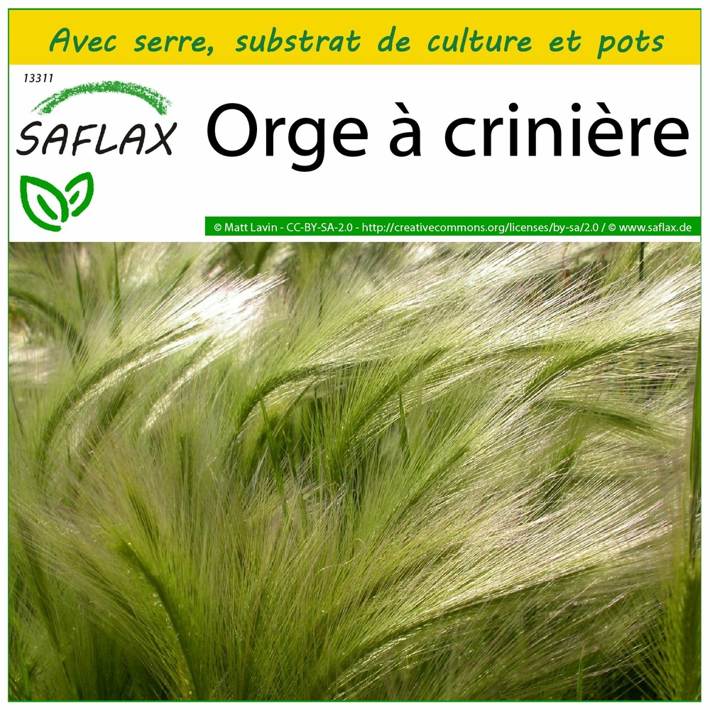 Ensemble de culture - orge à crinière - 70 graines - hordeum jubatum