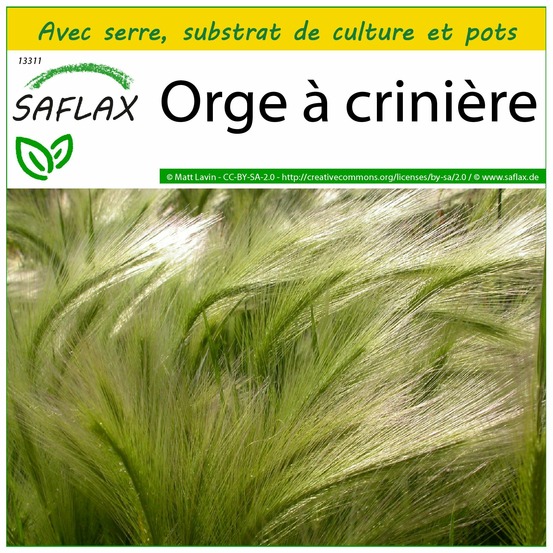 Ensemble de culture - orge à crinière - 70 graines - hordeum jubatum