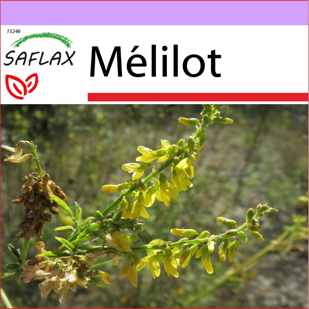 Mélilot - 250 graines - melilotus officinalis