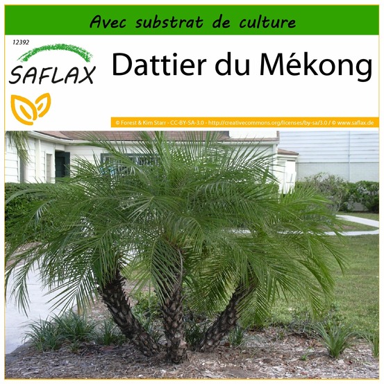 Dattier du mékong - 25 graines - avec substrat - phoenix roebelenii