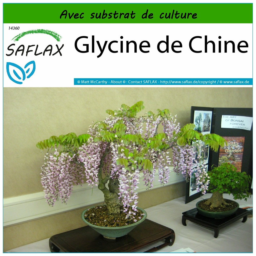 Glycine de chine - 4 graines - avec substrat - wisteria sinensis