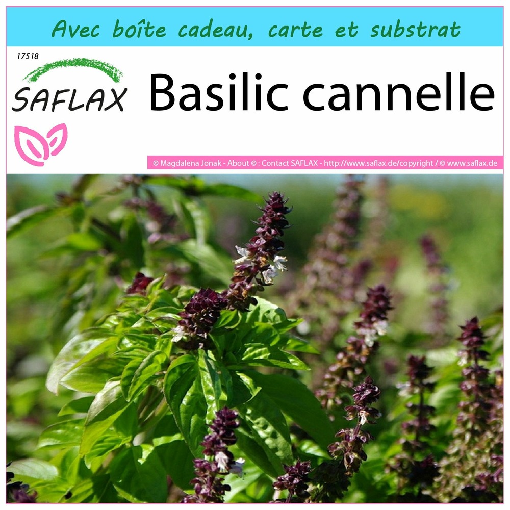 Ensemble-cadeau - basilic cannelle - 200 graines - ocimum basilicum cinnamon