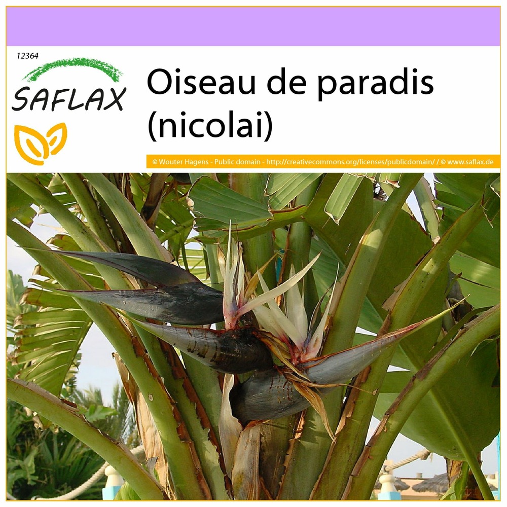 Oiseau de paradis (nicolai) - 5 graines - strelitzia nicolai