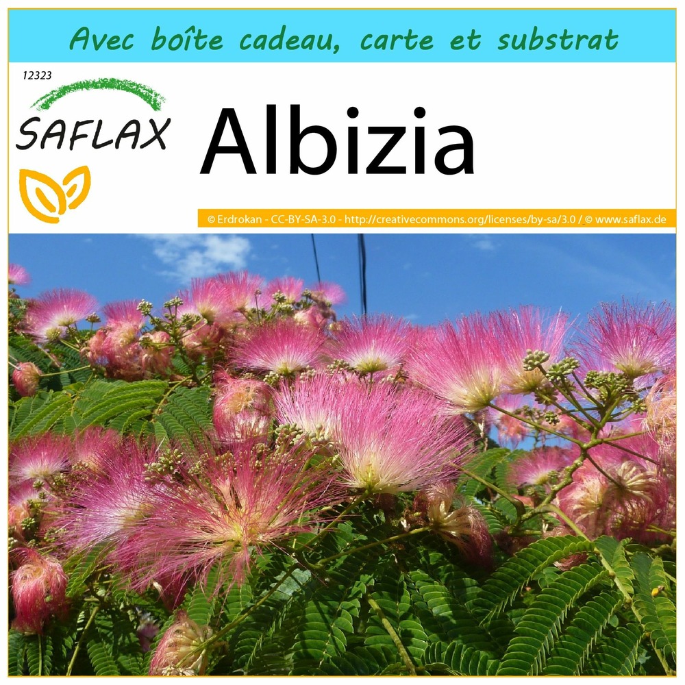 Ensemble-cadeau - albizia - 50 graines - albizia julibrissin